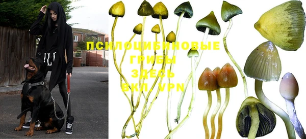 ПСИЛОЦИБИНОВЫЕ ГРИБЫ Богданович